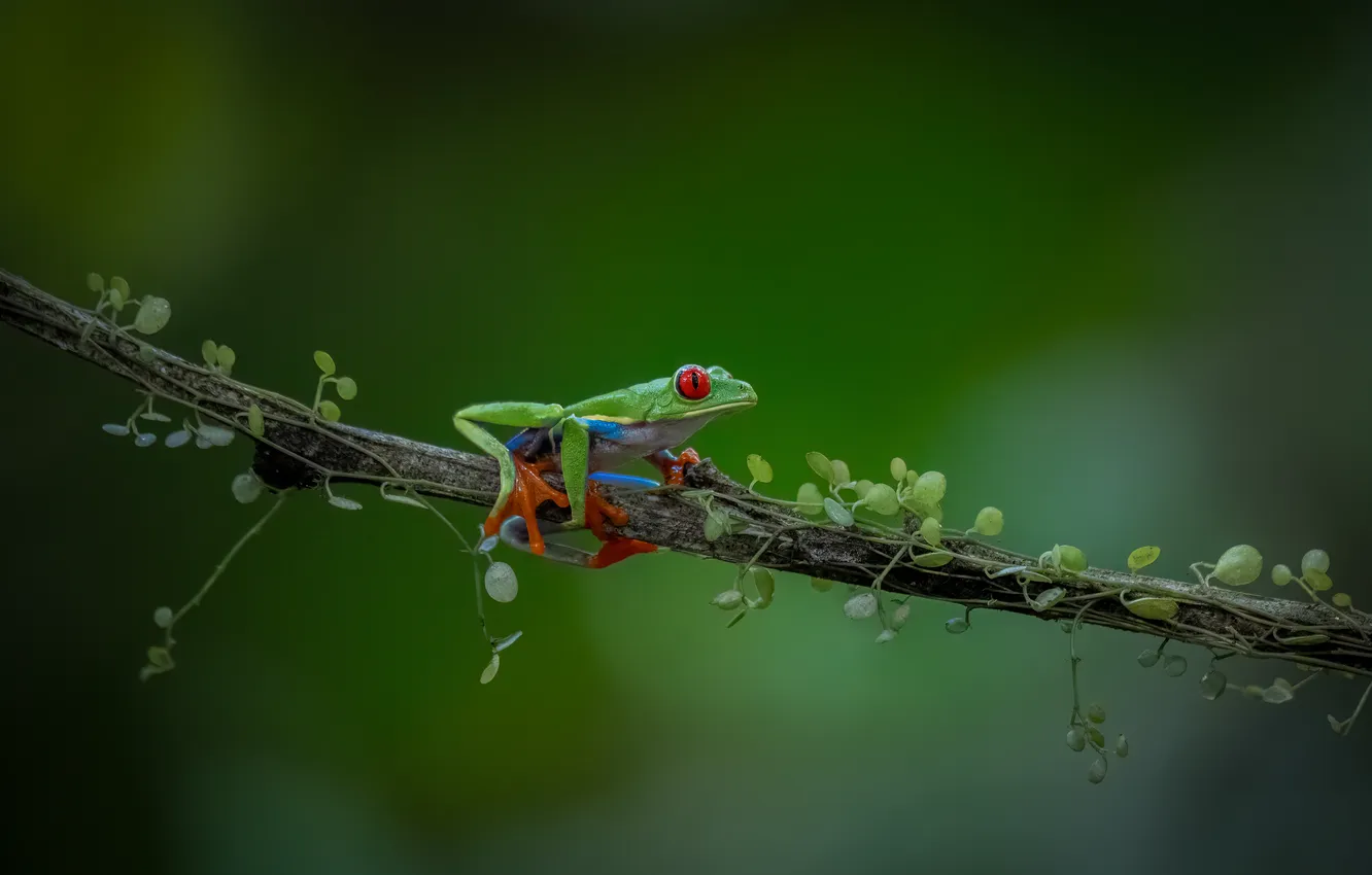 Photo wallpaper frog, tree frog, red-eyed tree frog