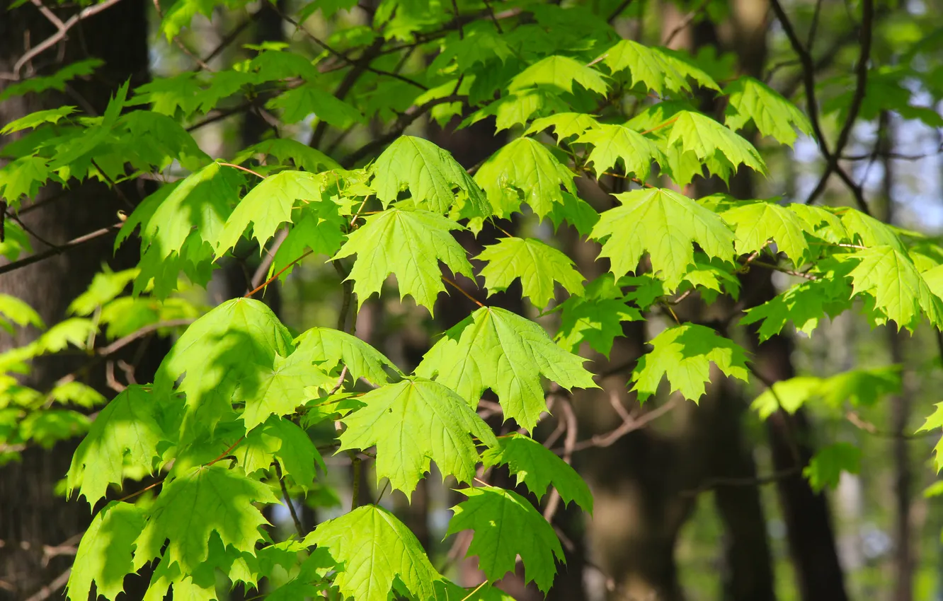 Photo wallpaper leafs, spring, twig