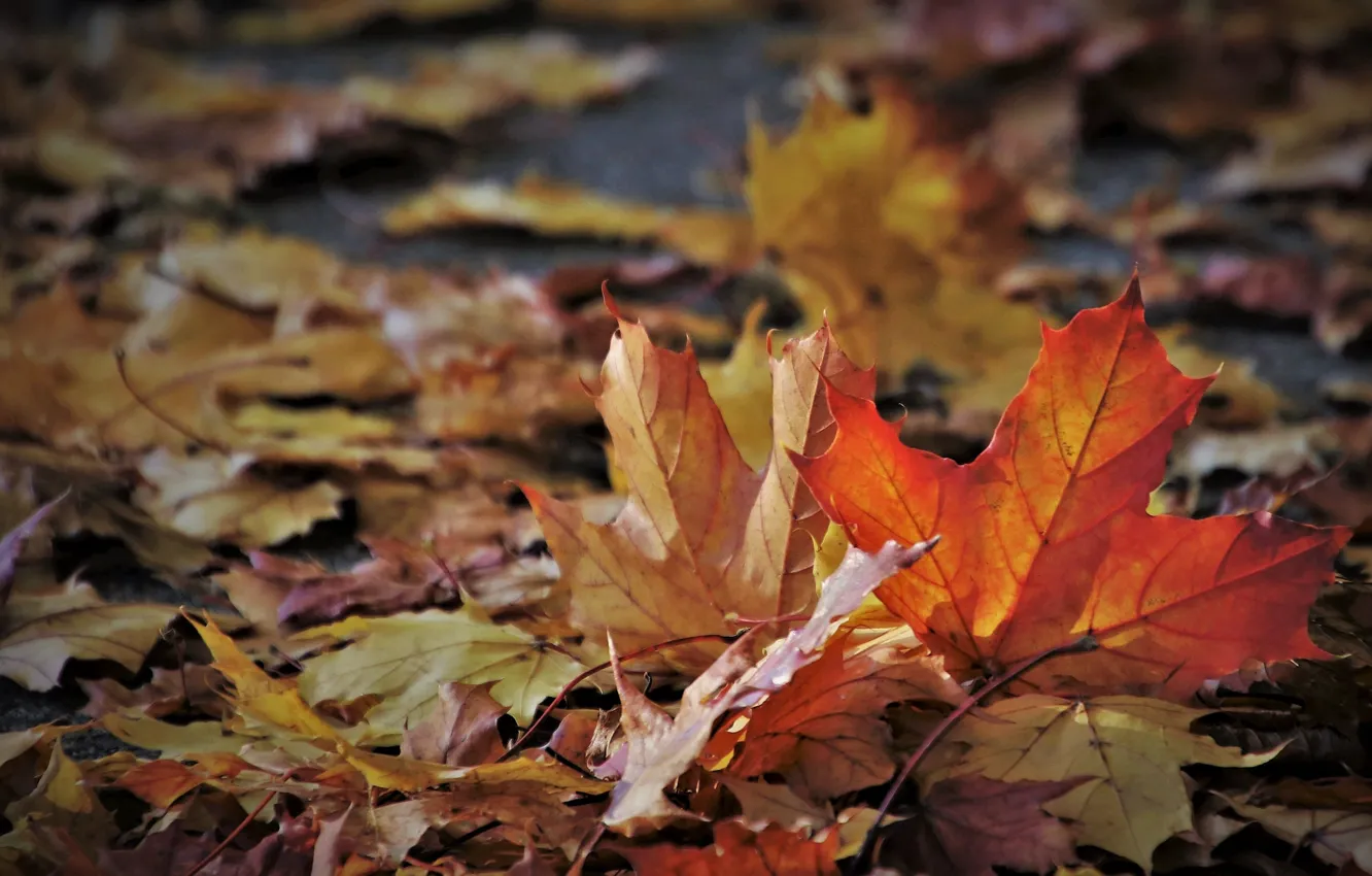 Photo wallpaper autumn, leaves, October, bokeh