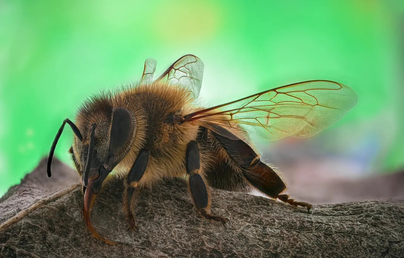 Photo wallpaper macro, bee, insect
