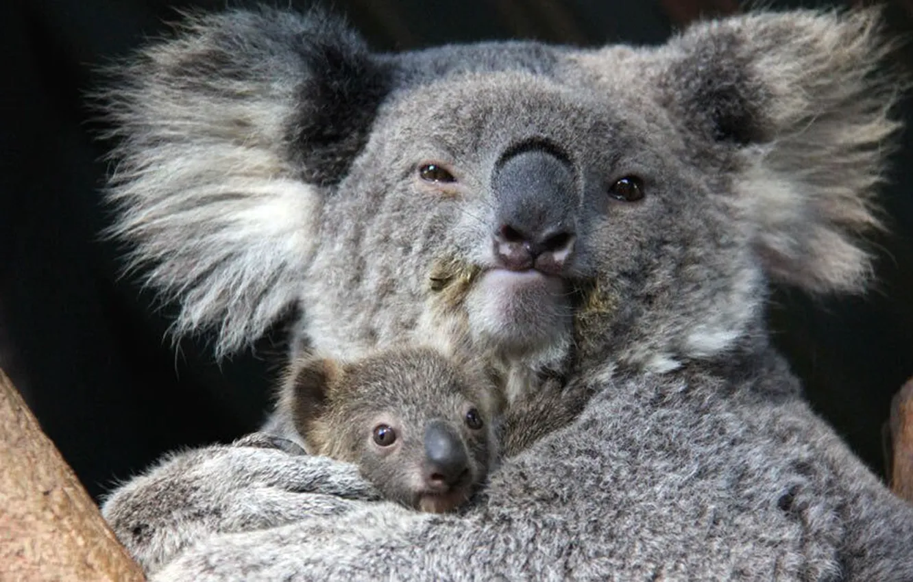 Photo wallpaper animal, wildlife, australia, potd-koala