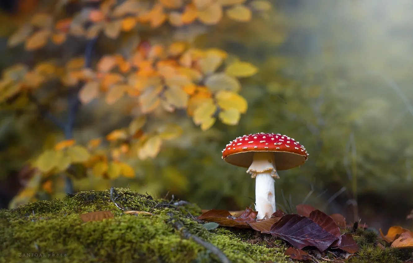 Photo wallpaper autumn, leaves, branches, nature, mushroom, moss, mushroom