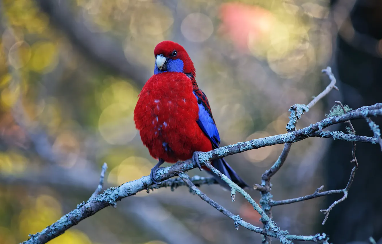 Photo wallpaper branches, red, background, bird, bright, parrot, bokeh, Rosella