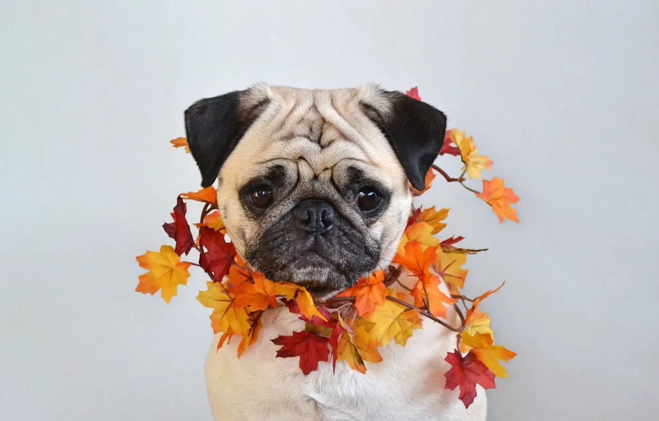 Photo wallpaper photo, Dog, Autumn, Leaves, Face, Maple, Pug