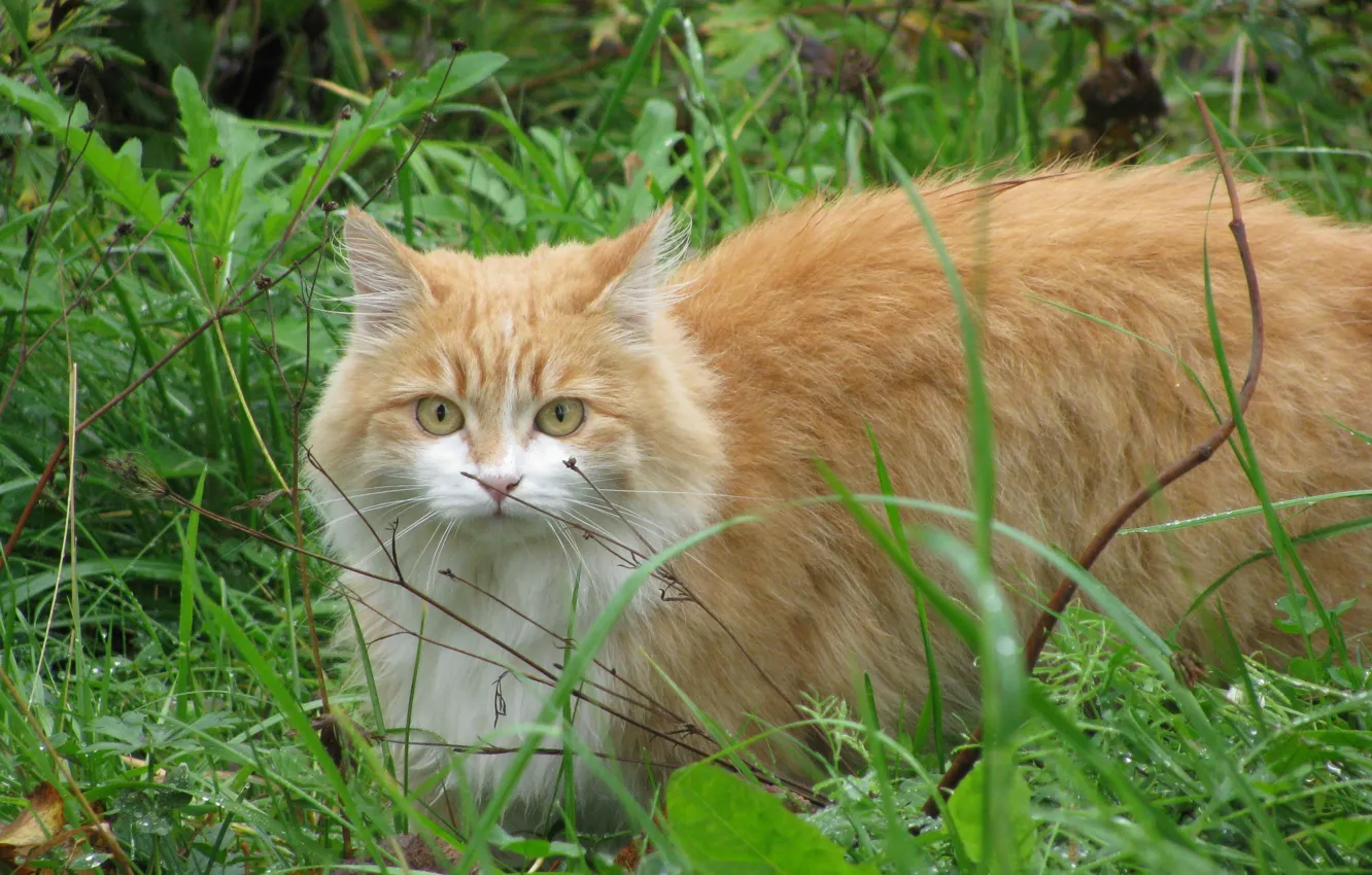 Photo wallpaper cat, grass, red