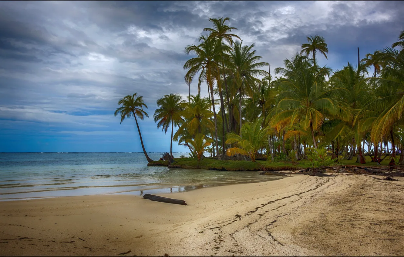 Photo wallpaper beach, nature, tropics, palm trees