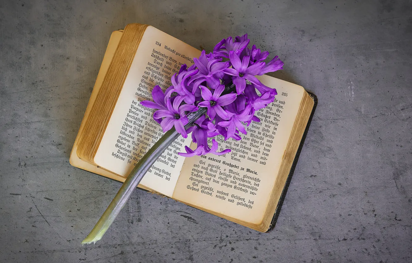 Photo wallpaper flowers, text, retro, sprig, grey, background, purple, book