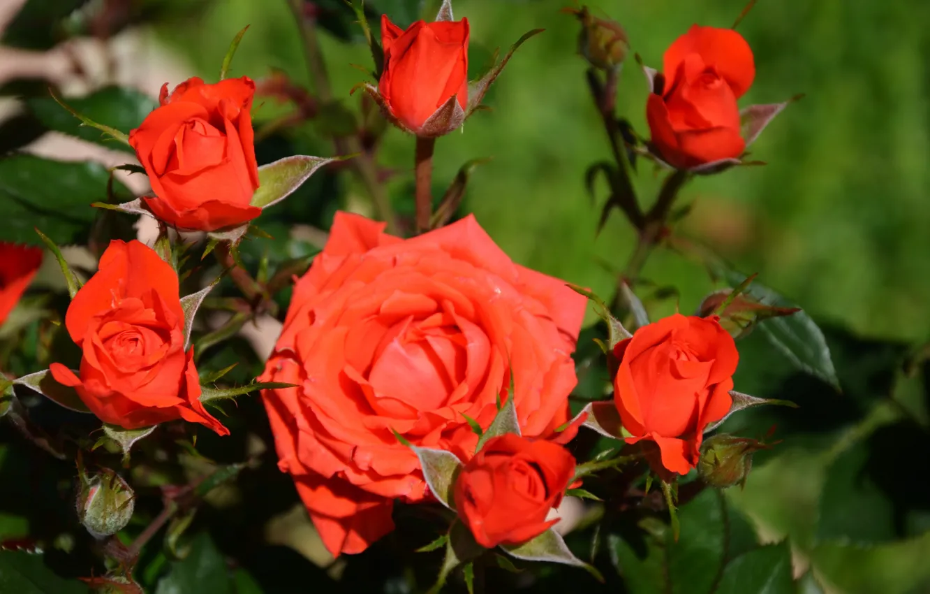 Photo wallpaper flowers, roses, the rose Bush