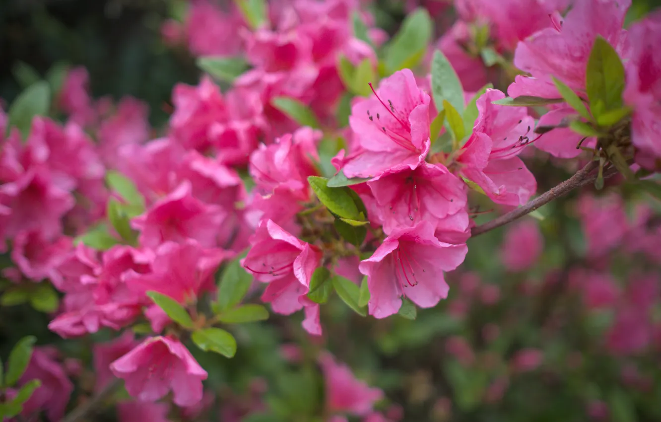 Photo wallpaper leaves, flowers, branches, spring, garden, pink, flowering, the bushes