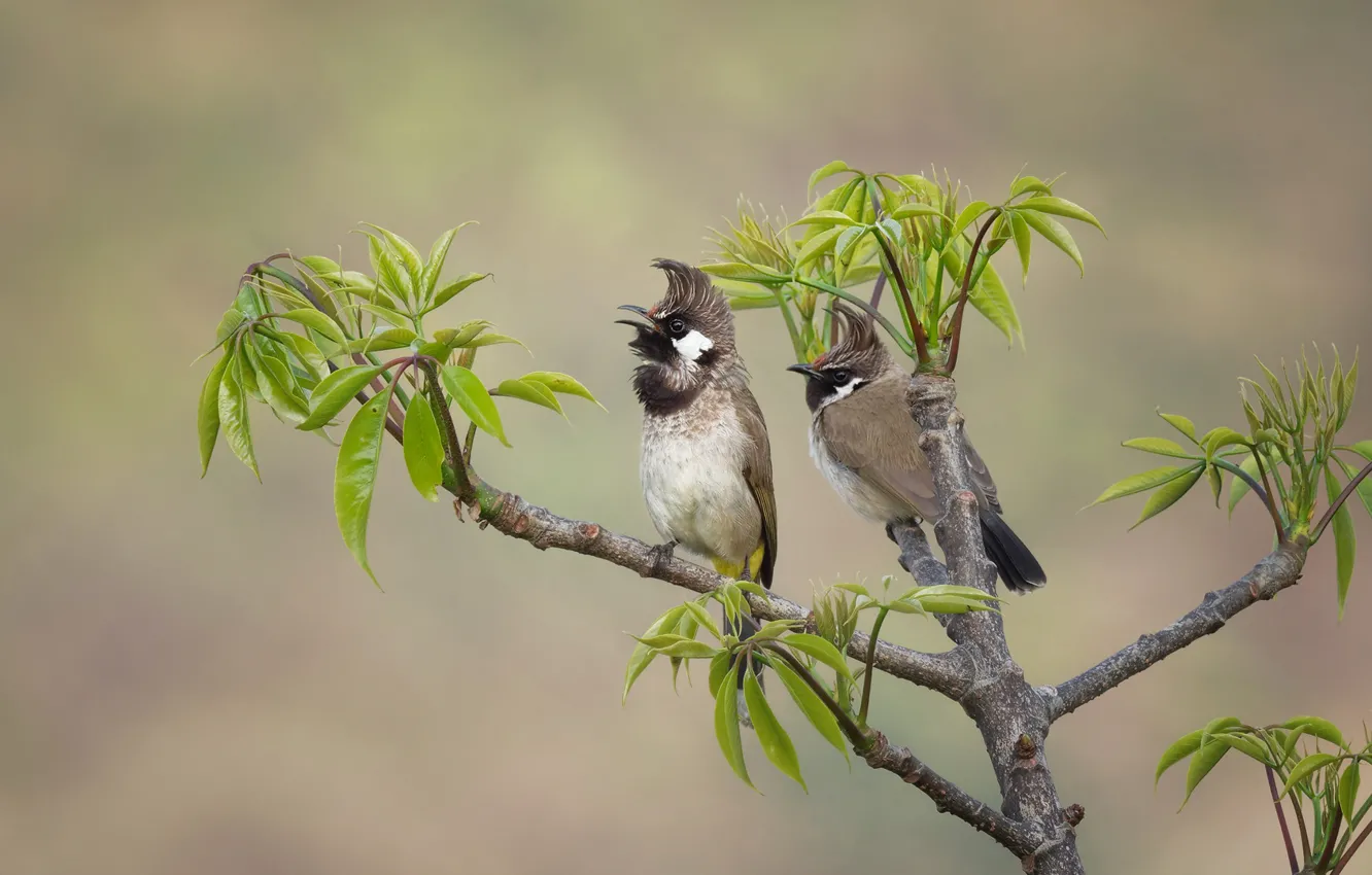Photo wallpaper birds, branch, a couple