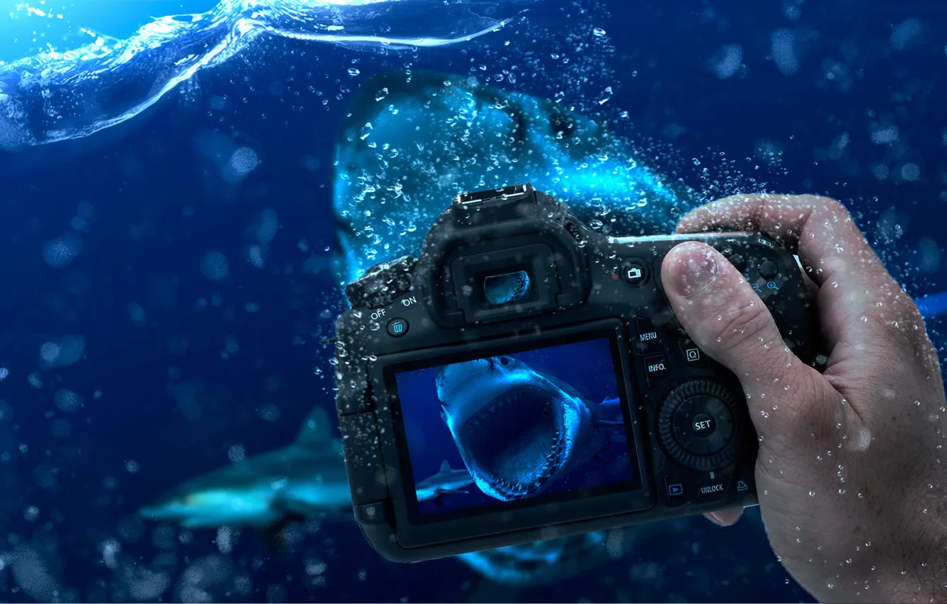 Photo wallpaper Water, shark, the camera, the water level