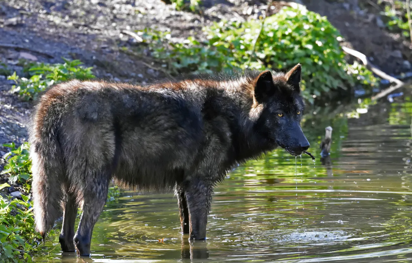 Photo wallpaper look, stream, wolf, predator