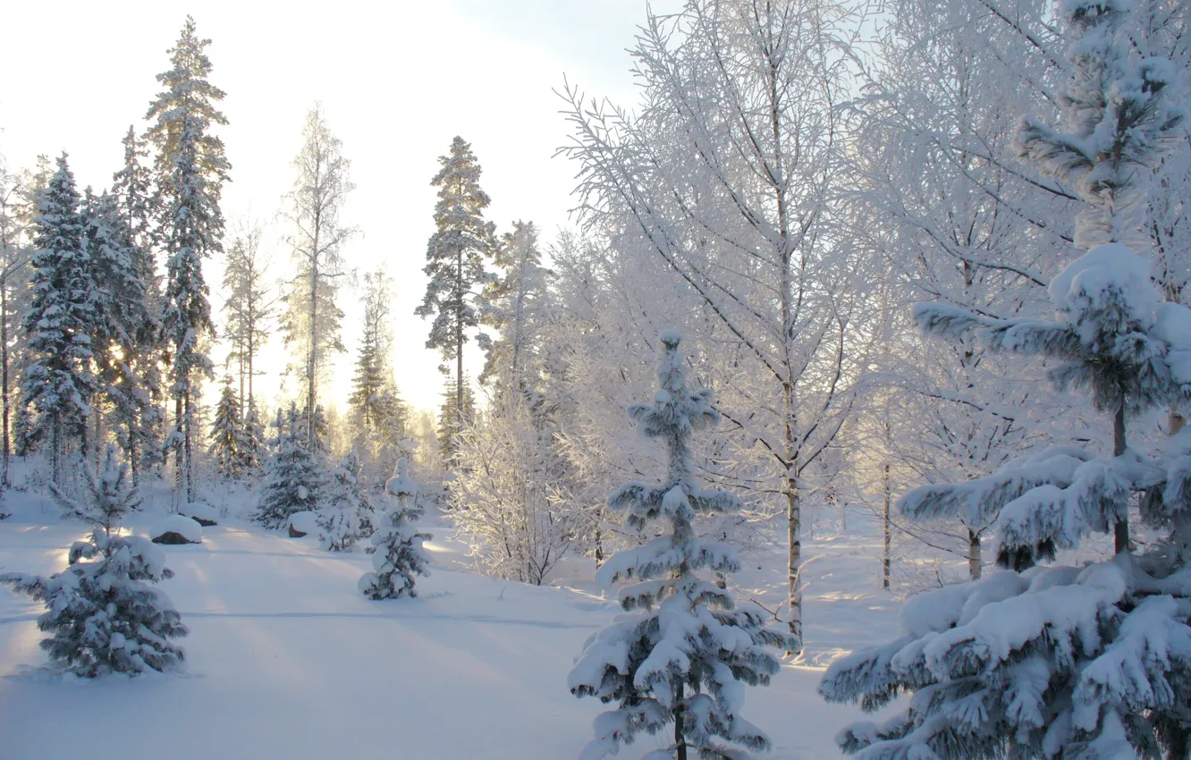 Photo wallpaper winter, snow, landscape, winter, snow, tree