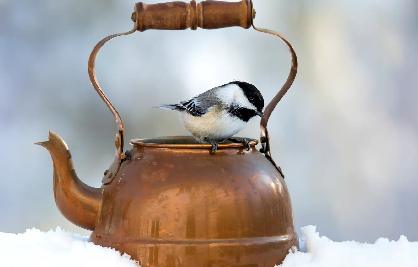 Photo wallpaper winter, snow, background, bird, kettle, bokeh
