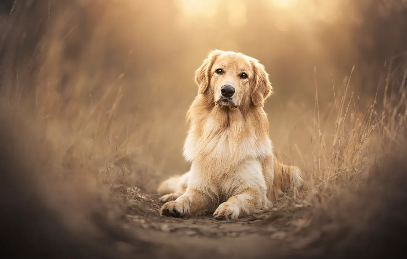Photo wallpaper look, dog, blur, Golden Retriever, Golden Retriever