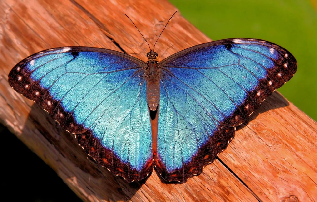 Photo wallpaper butterfly, trunk, morpho, mrpho
