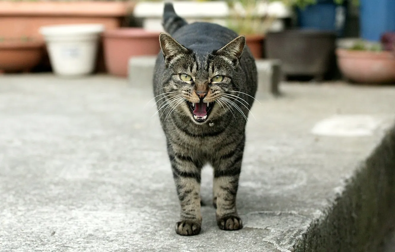 Photo wallpaper cat, street, teeth
