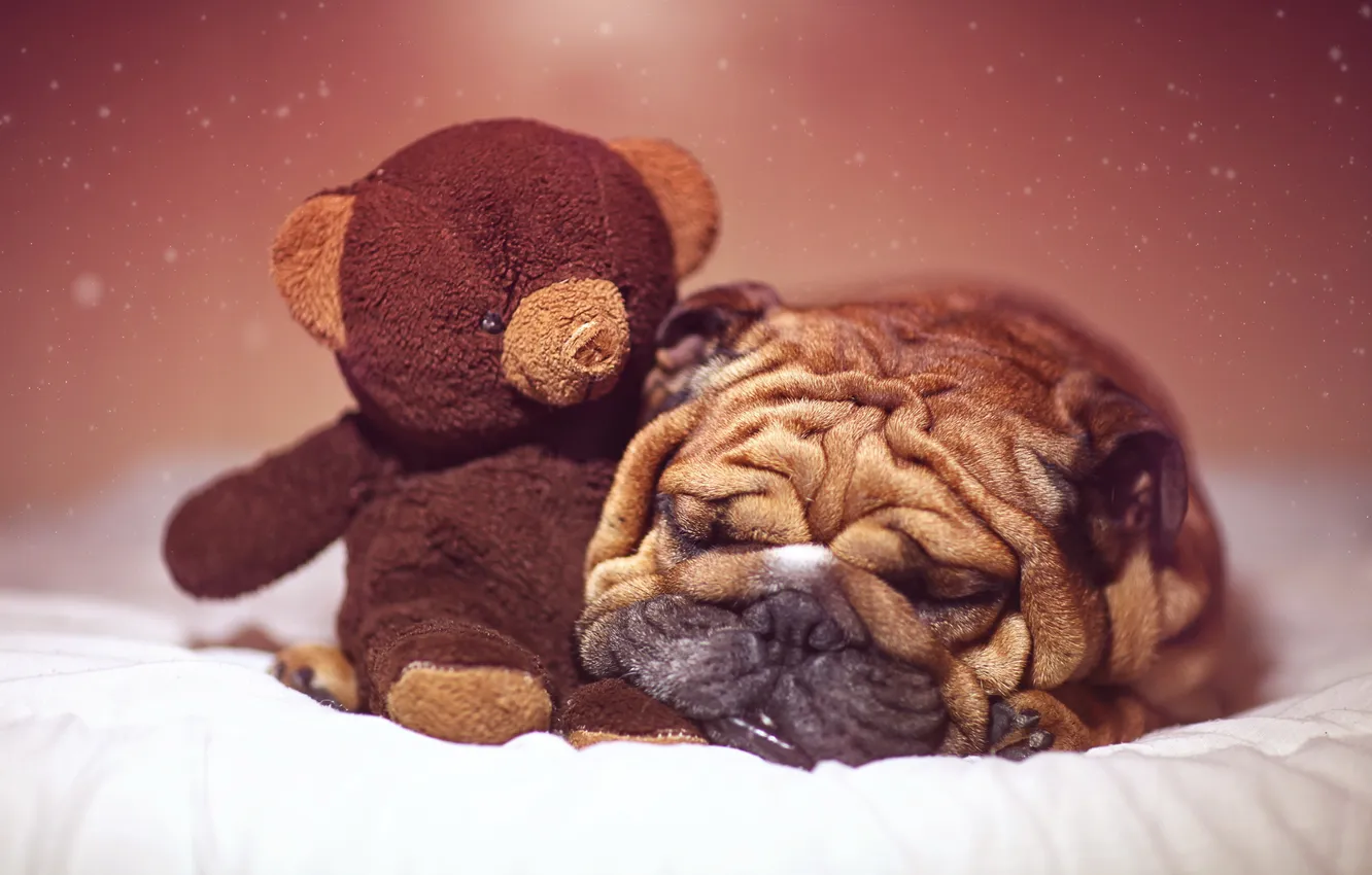 Photo wallpaper home, dog, bear