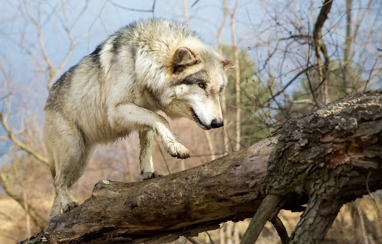 Photo wallpaper face, wolf, predator, paws, fur, walk, log, is