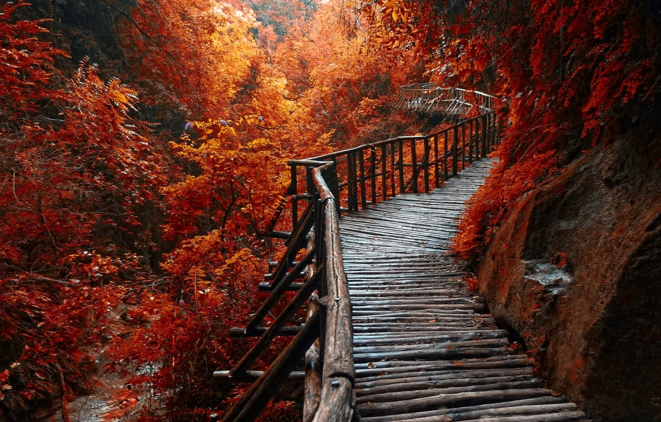 Photo wallpaper forest, river, trees, beautiful, walkway, autum, wooden path, morning view