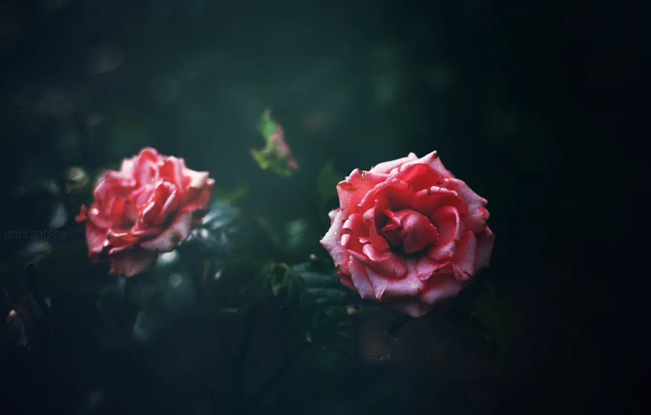 Photo wallpaper flowers, the dark background, roses, pink, bokeh, dobraatebe