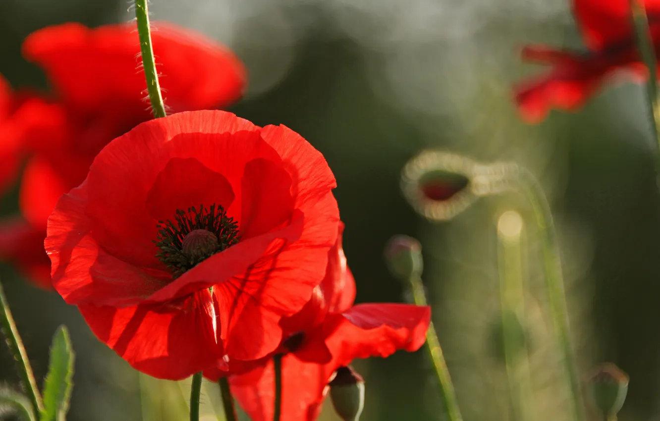 Photo wallpaper field, flowers, Mac, petals, meadow