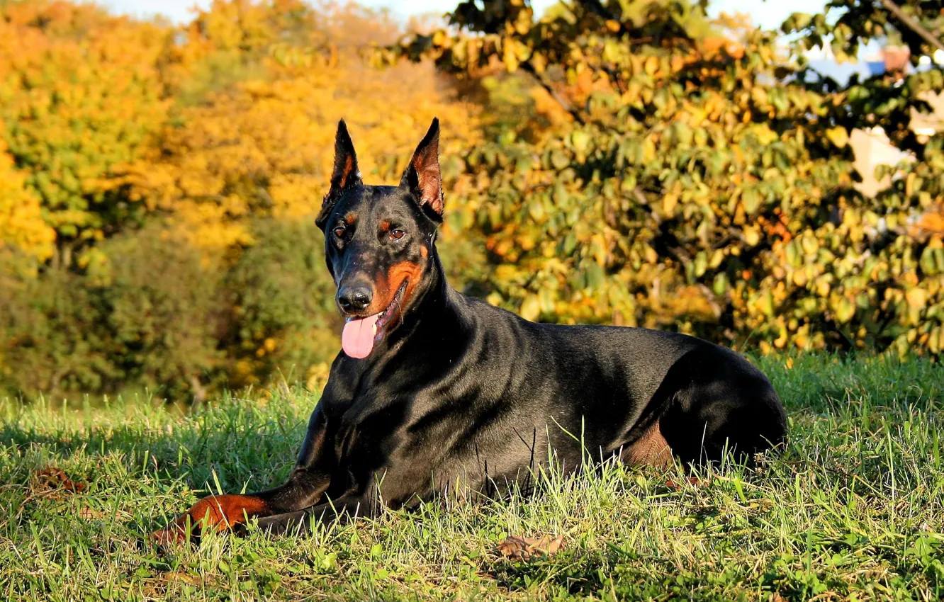 Photo wallpaper nature, Dogs, Doberman, black and tan, in_the_forest