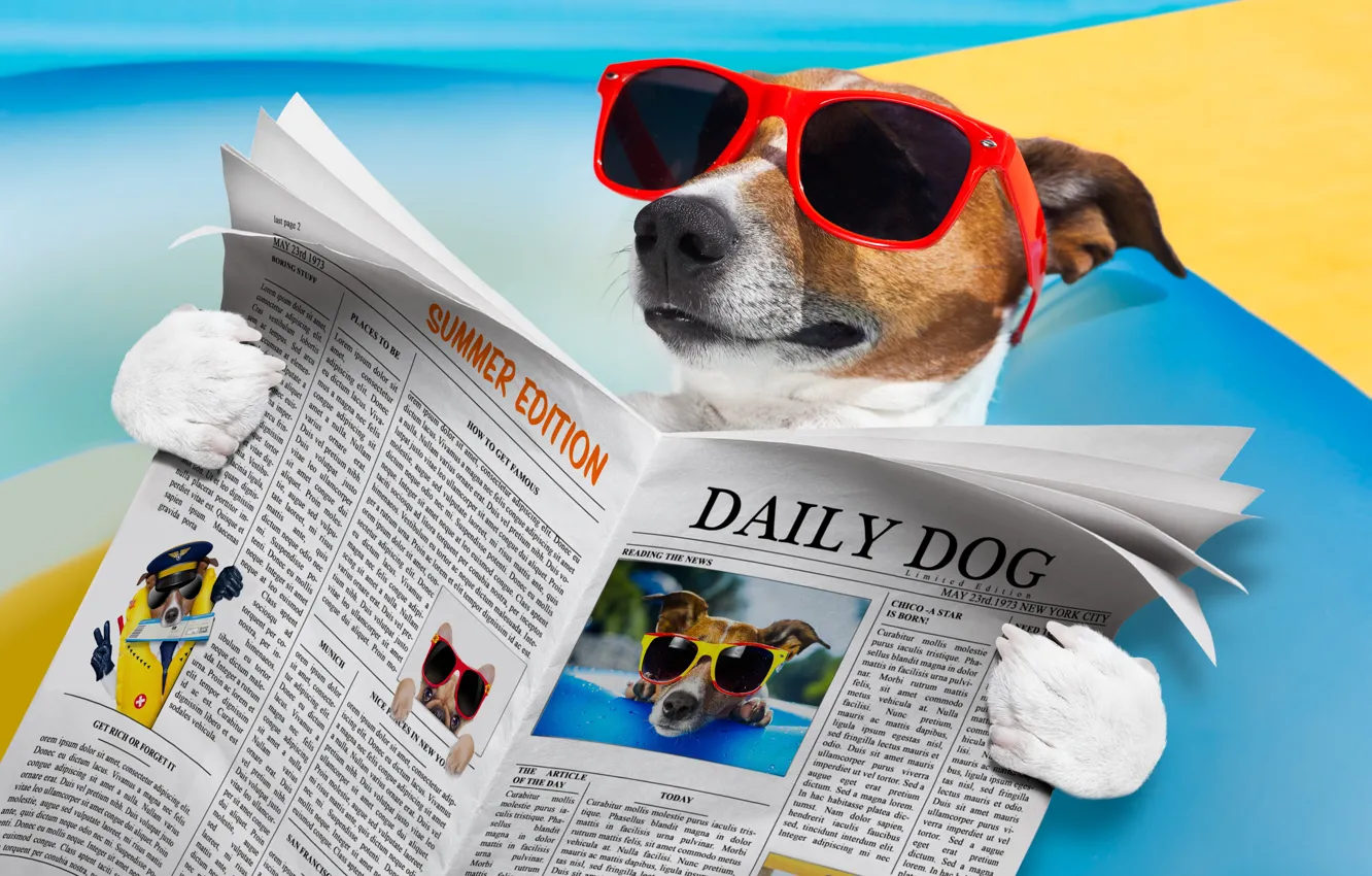 Photo wallpaper humor, glasses, newspaper, lies, reads, Jack Russell Terrier