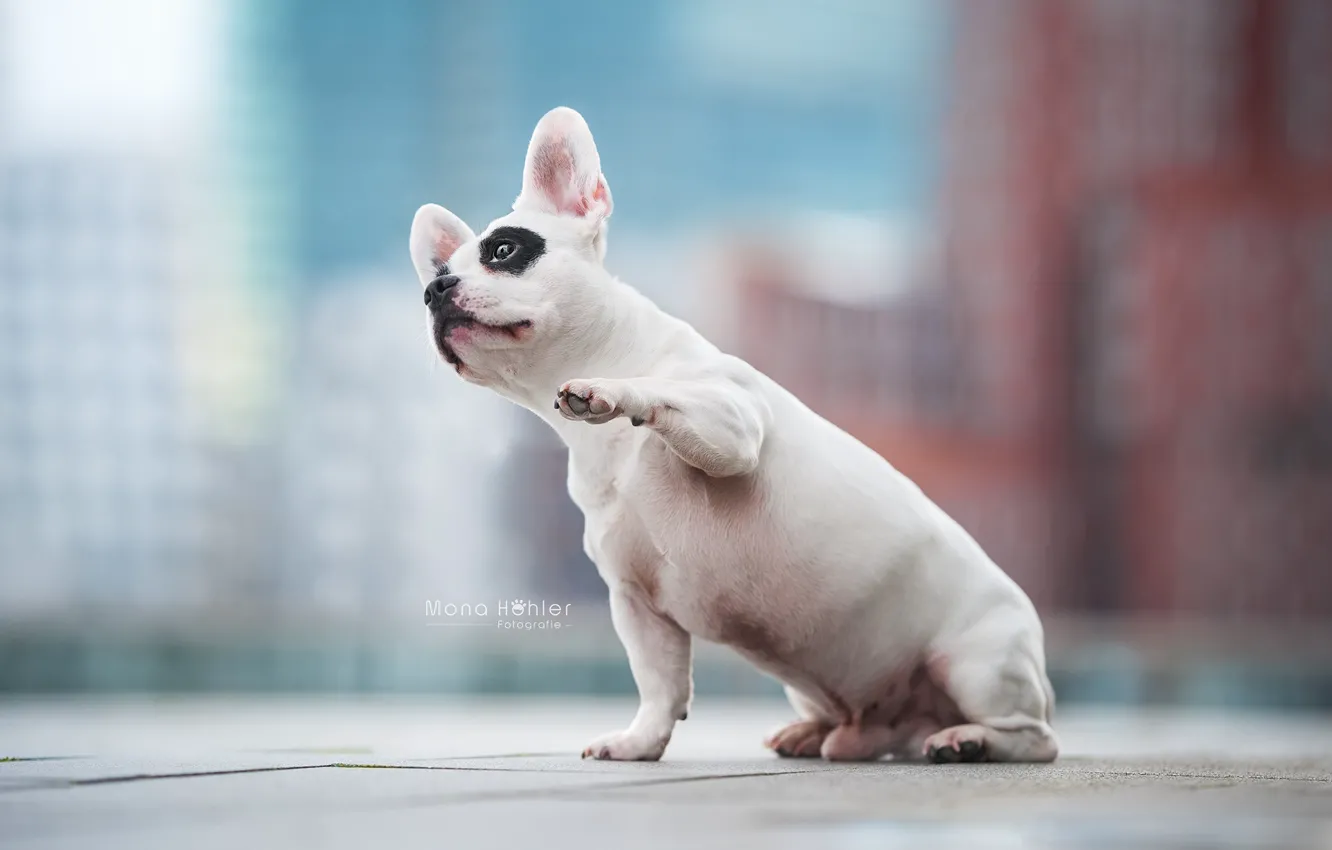 Photo wallpaper dog, paws, bokeh, French bulldog