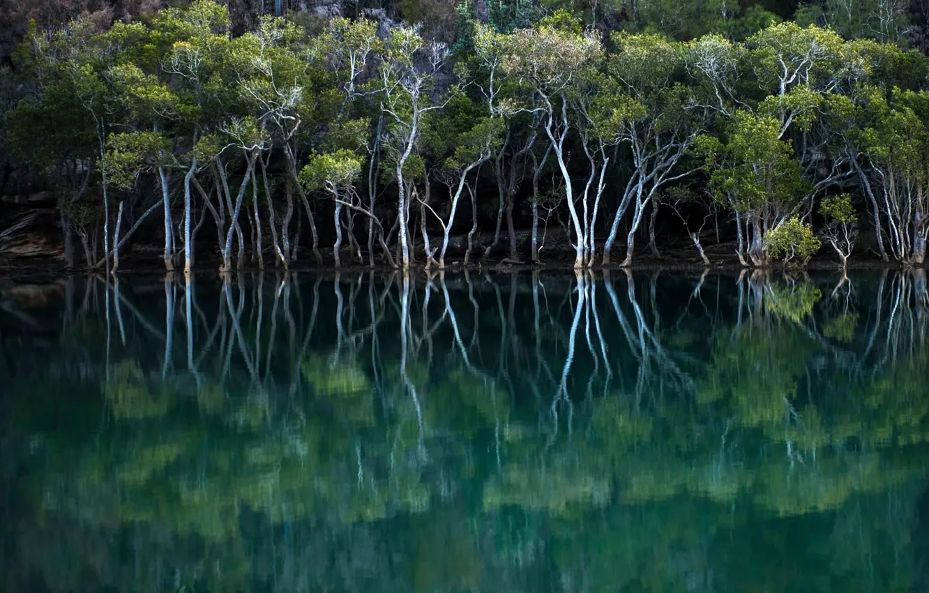 Photo wallpaper water, trees, Australia, New South Wales, mangrove forest, Garigal National Park