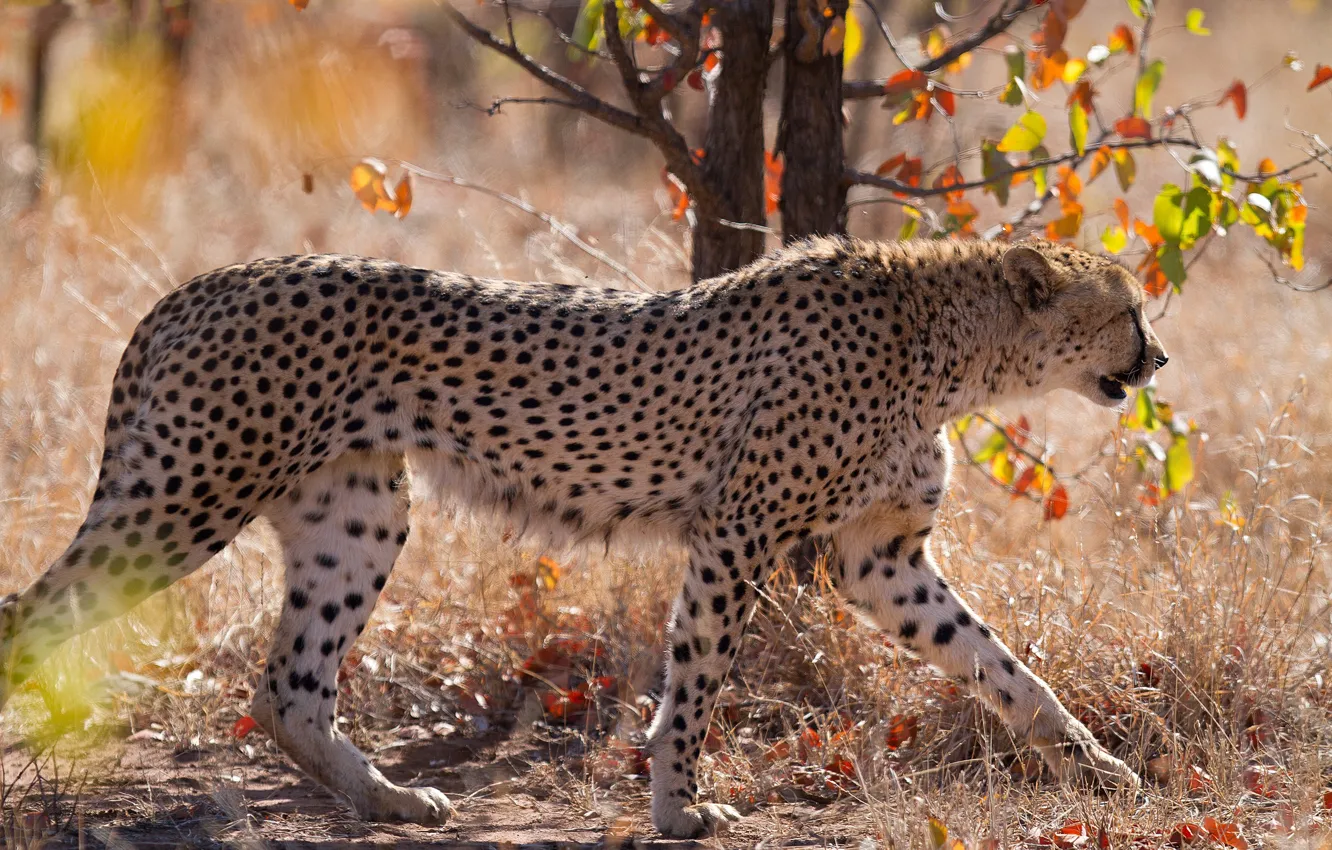 Photo wallpaper nature, Cheetah, profile, walk