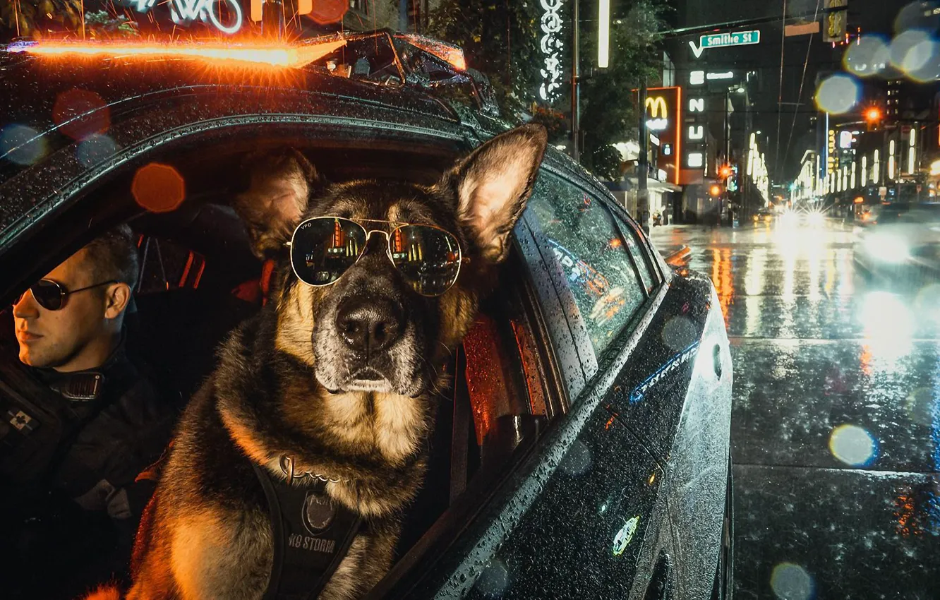 Photo wallpaper car, night, city, the city, lights, glasses, dog, police