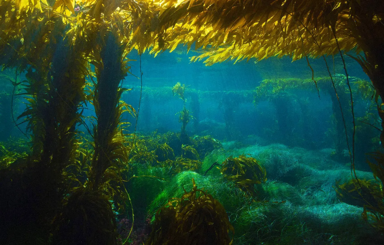 Photo wallpaper water, the ocean, CA, the island of San Clemente, giant kelp