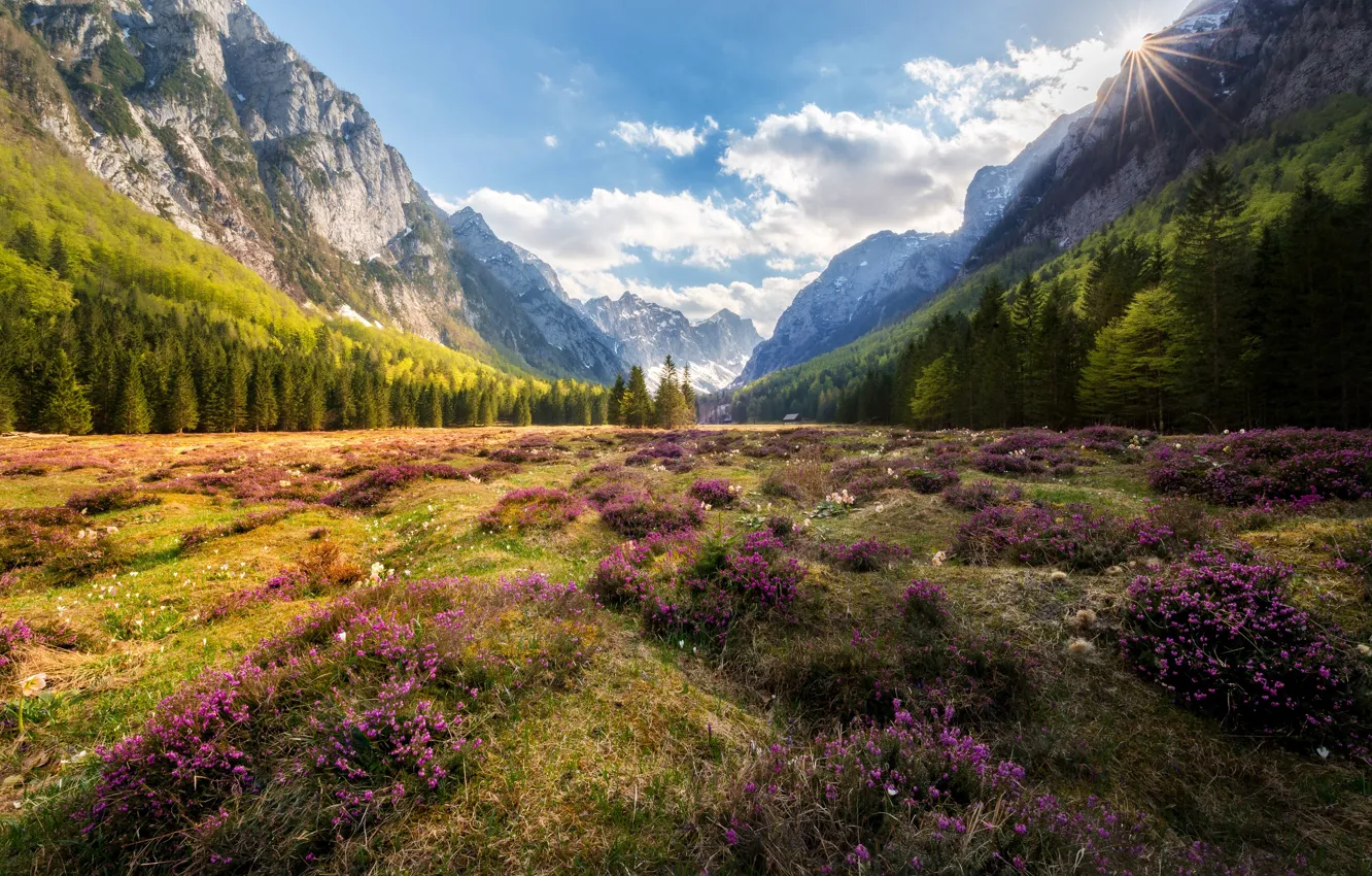 Photo wallpaper forest, summer, the sky, clouds, light, flowers, mountains, valley