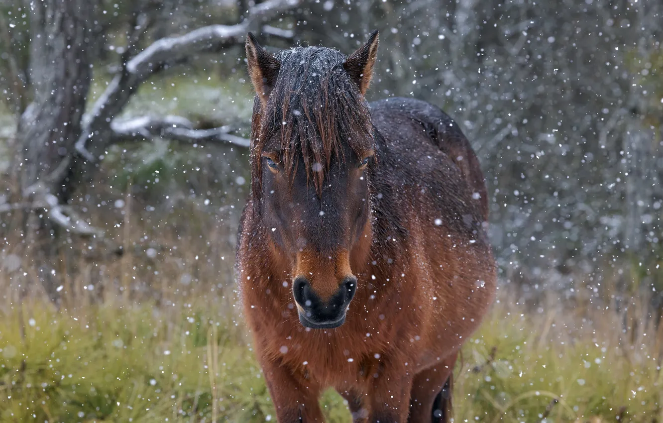 Photo wallpaper winter, autumn, forest, look, face, snow, trees, branches