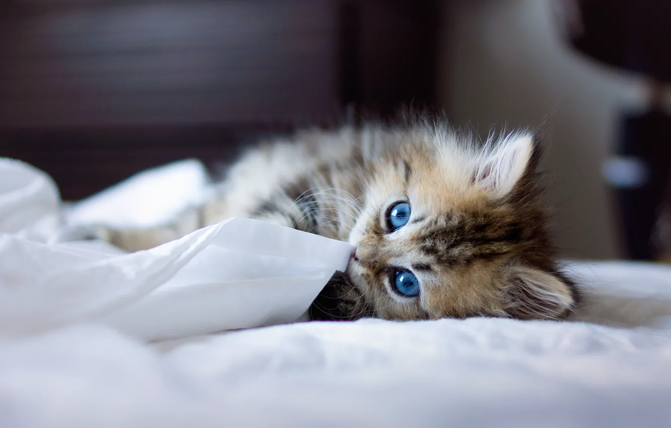 Photo wallpaper cat, kitty, Cat, bed, cat, blue eyes, breed, Saint Birman