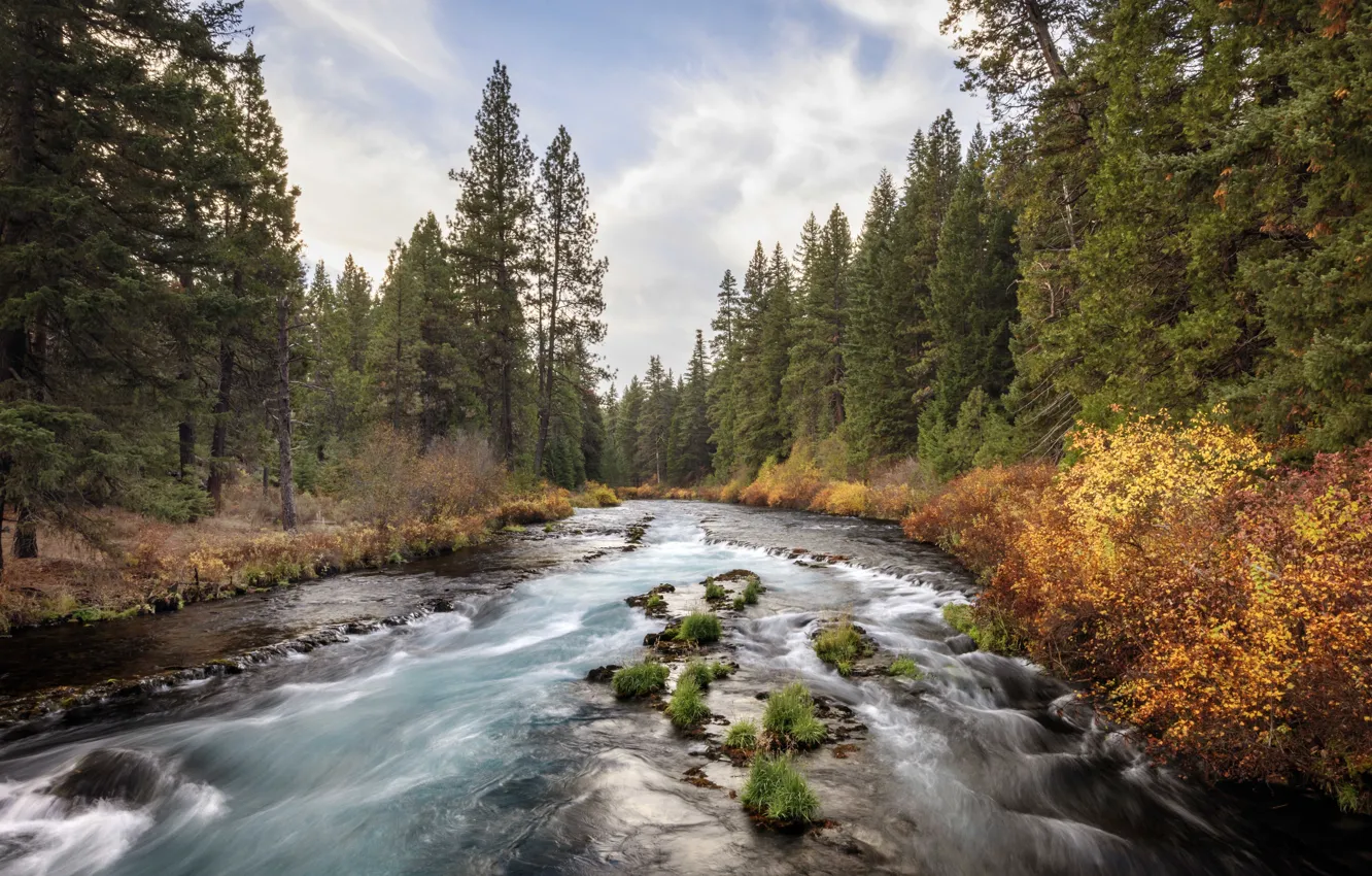 Photo wallpaper forest, river, shore