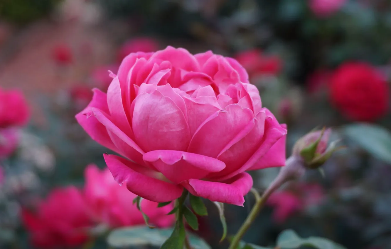 Photo wallpaper rose, flower, pink, petals, bud