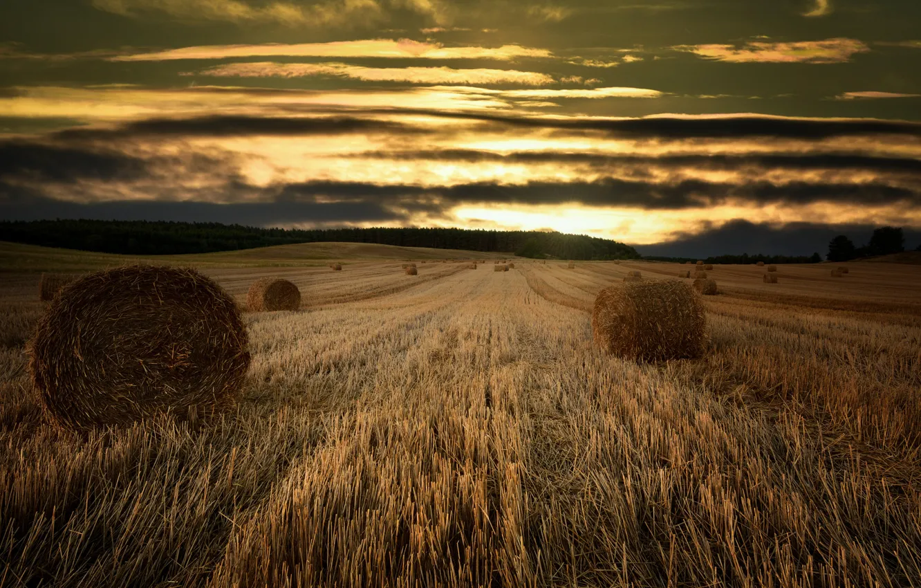 Photo wallpaper field, forest, the sky, light, sunset, clouds, dal, the evening