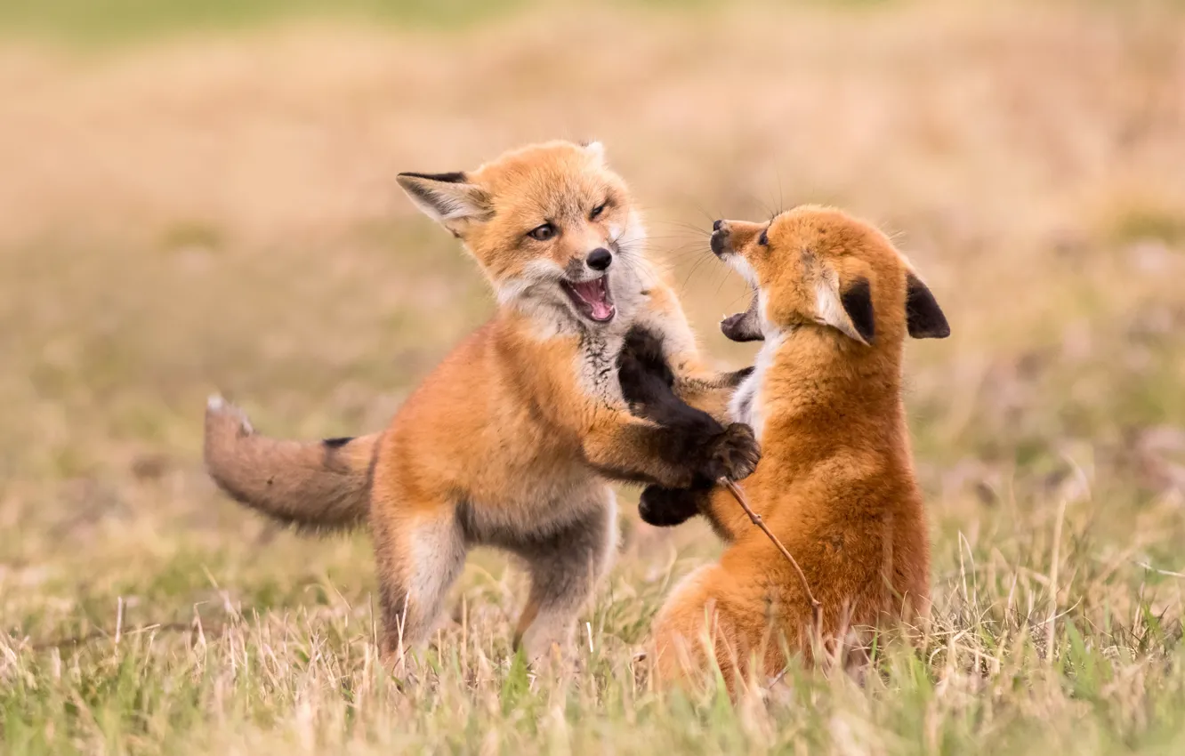 Photo wallpaper pose, glade, the game, Fox, a couple, sports, Fox, two Fox