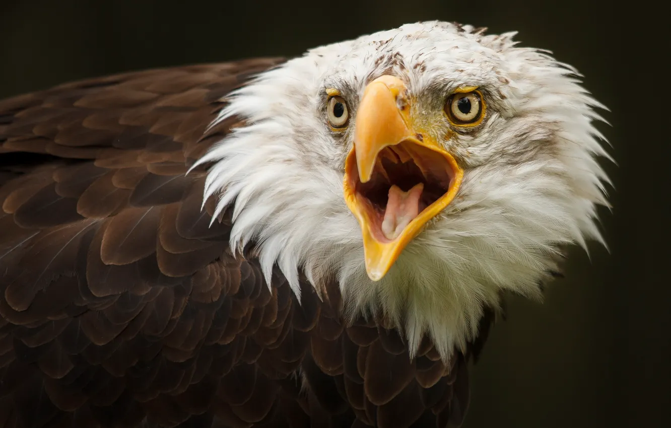 Photo wallpaper background, bird, eagle