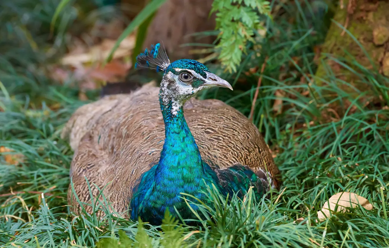 Photo wallpaper grass, look, nature, bird, lies, peacock