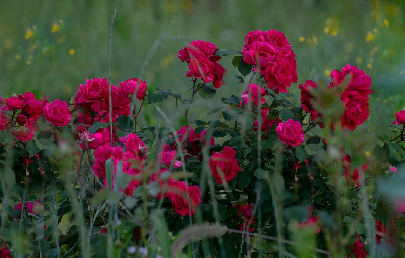 Photo wallpaper roses, garden, rose Bush