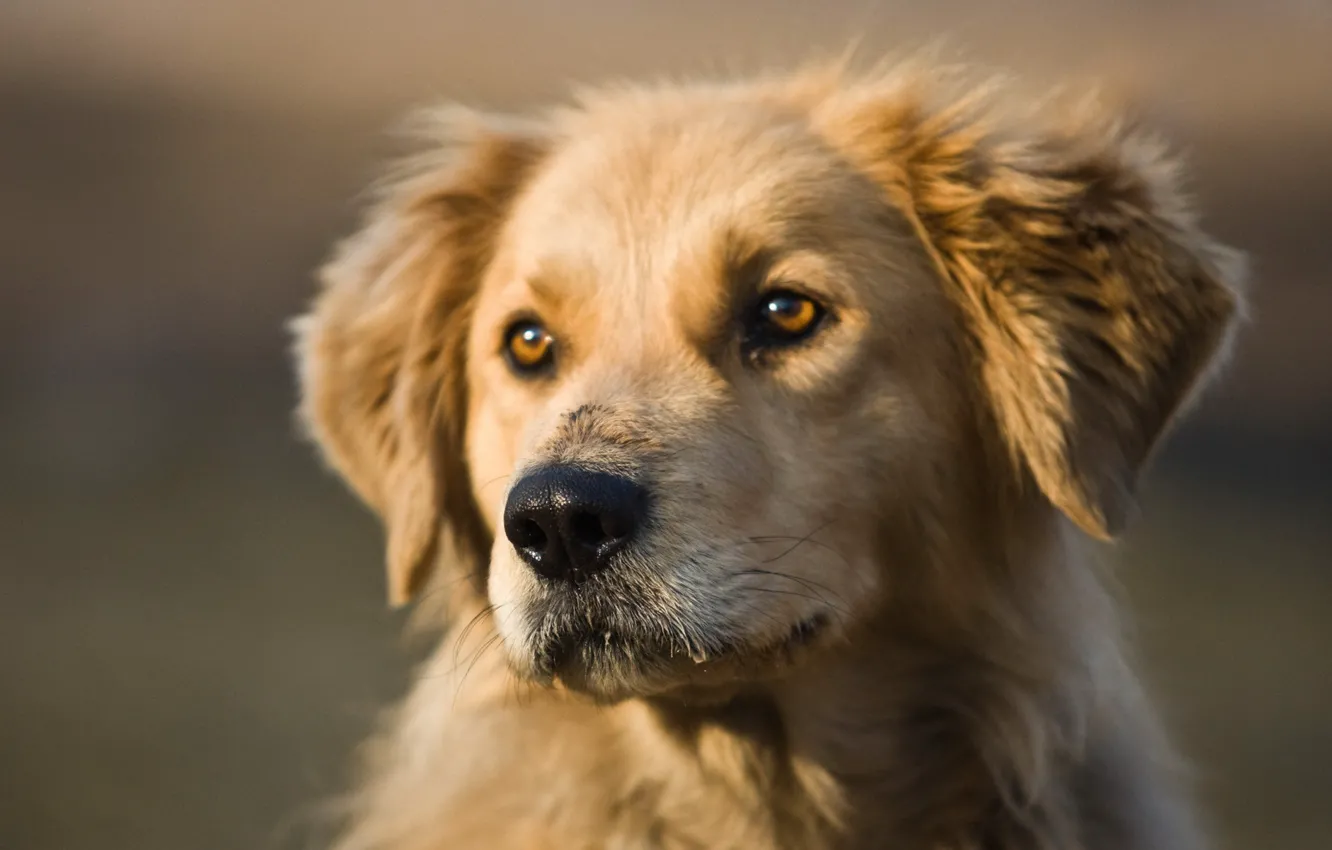 Photo wallpaper look, each, dog