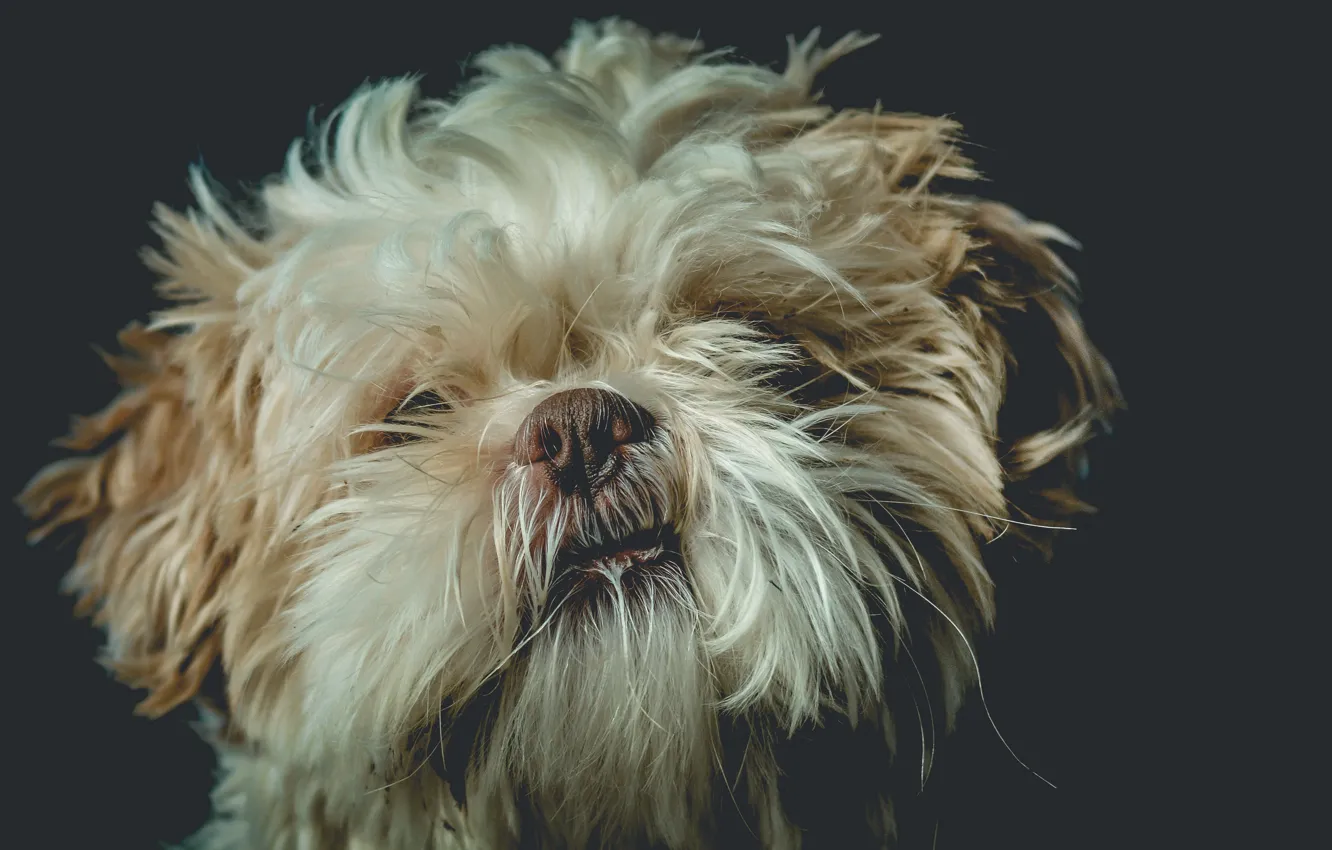 Photo wallpaper look, background, each, dog, Shih Tzu