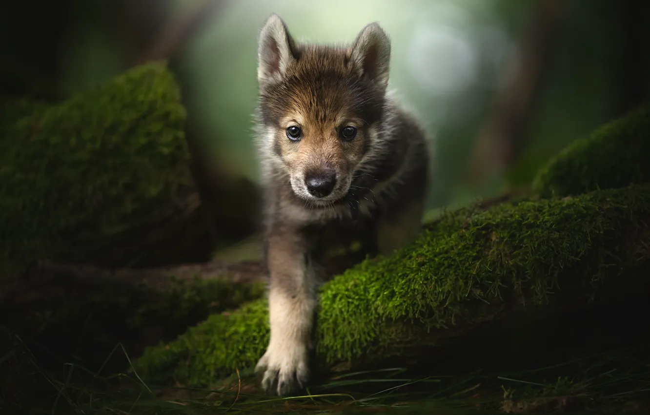 Photo wallpaper look, paw, moss, puppy, face, The tamaskan dog