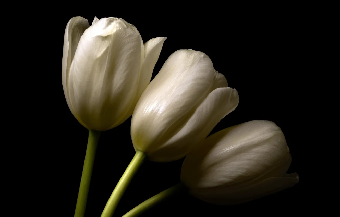 Photo wallpaper flowers, background, tulips