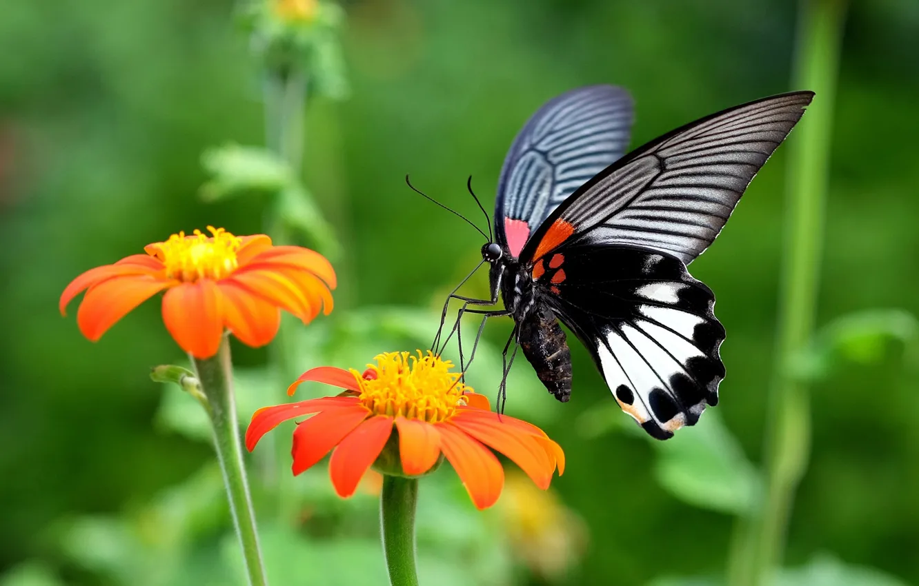 Photo wallpaper flowers, nature, butterfly, plant, wings, insect, moth
