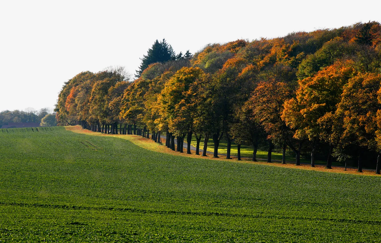 Photo wallpaper road, field, the sky, trees, the forest, the beginning of autumn