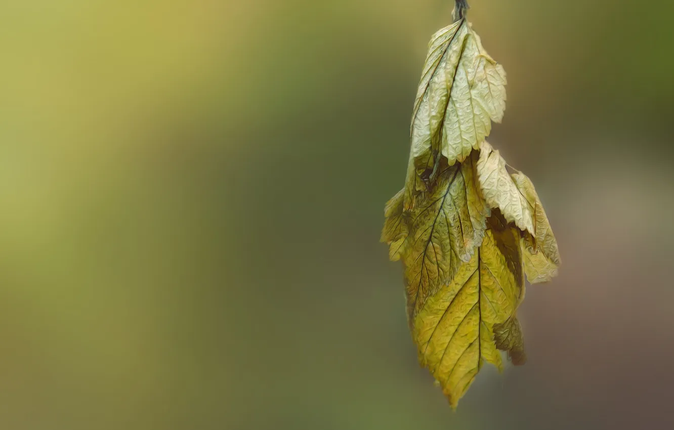 Photo wallpaper autumn, leaves, nature